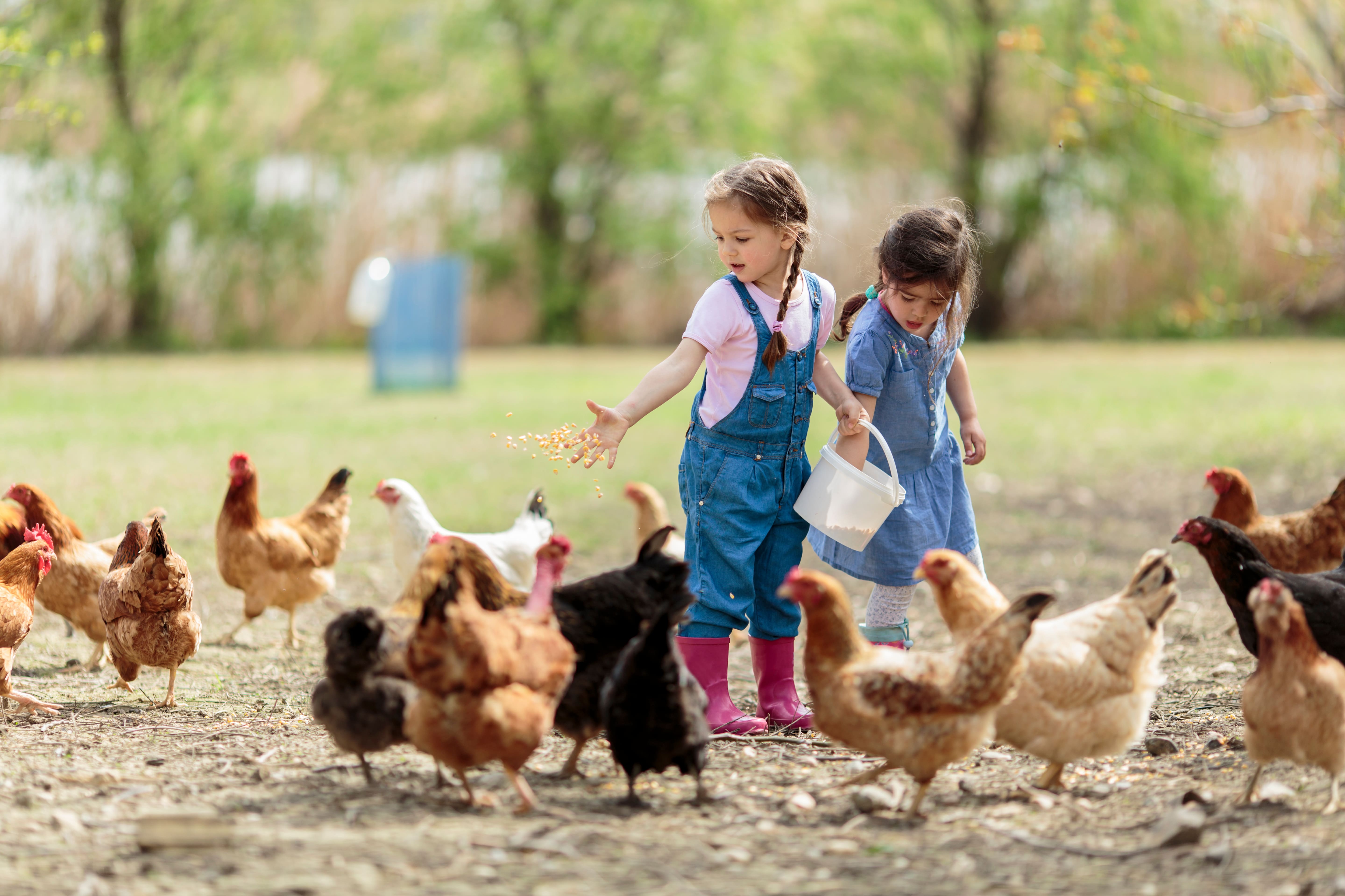Diversification : créer une ferme pédagogique